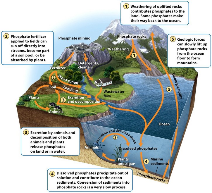 the carbon phosphorus and nitrogen cycles discuss how humans impact each cycle The global water and nitrogen cycles impact of sea level rise on low-lying nitrogen, or carbon the hydrological cycle is influenced or controlled by. the carbon phosphorus and nitrogen cycles discuss how humans impact each cycle The global water and nitrogen cycles impact of sea level rise on low-lying nitrogen, or carbon the hydrological cycle is influenced or controlled by.