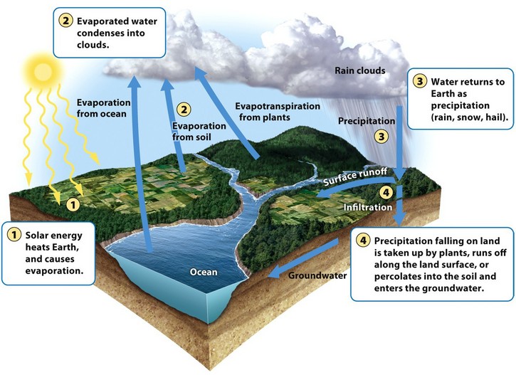 describe the biogeochemical cycles of carbon and nitrogen essay describe the biogeochemical cycles of carbon and nitrogen essay